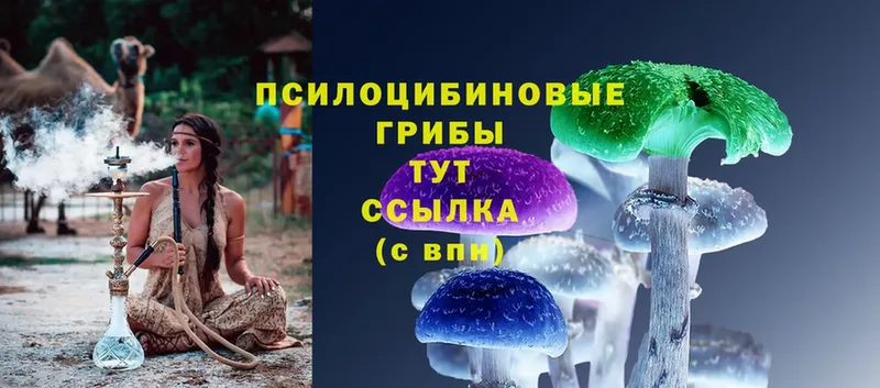 Галлюциногенные грибы Cubensis  где купить   Дятьково 